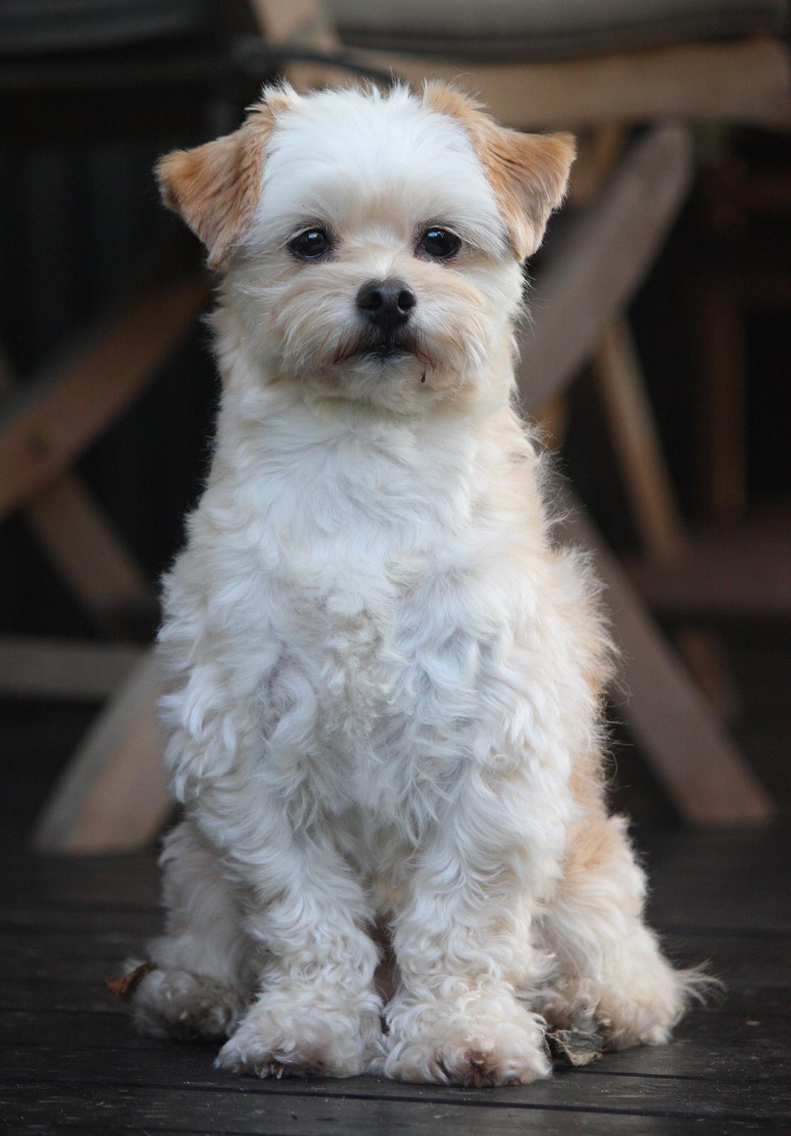 Blanding af racer Noah - Noah 5 år gammel billede 9