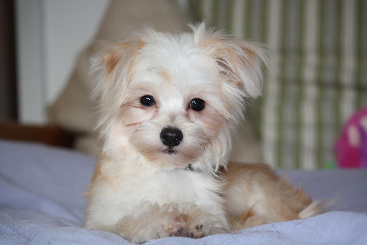 Blanding af racer Noah billede 20