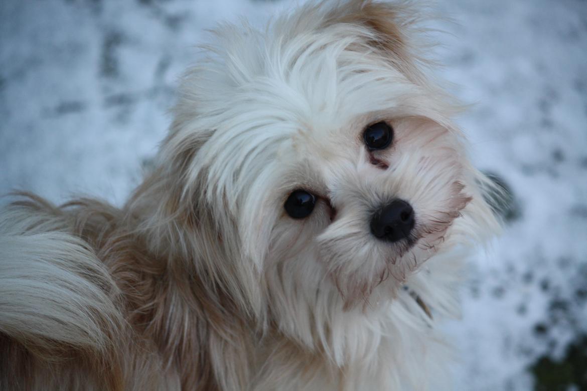 Blanding af racer Noah billede 33