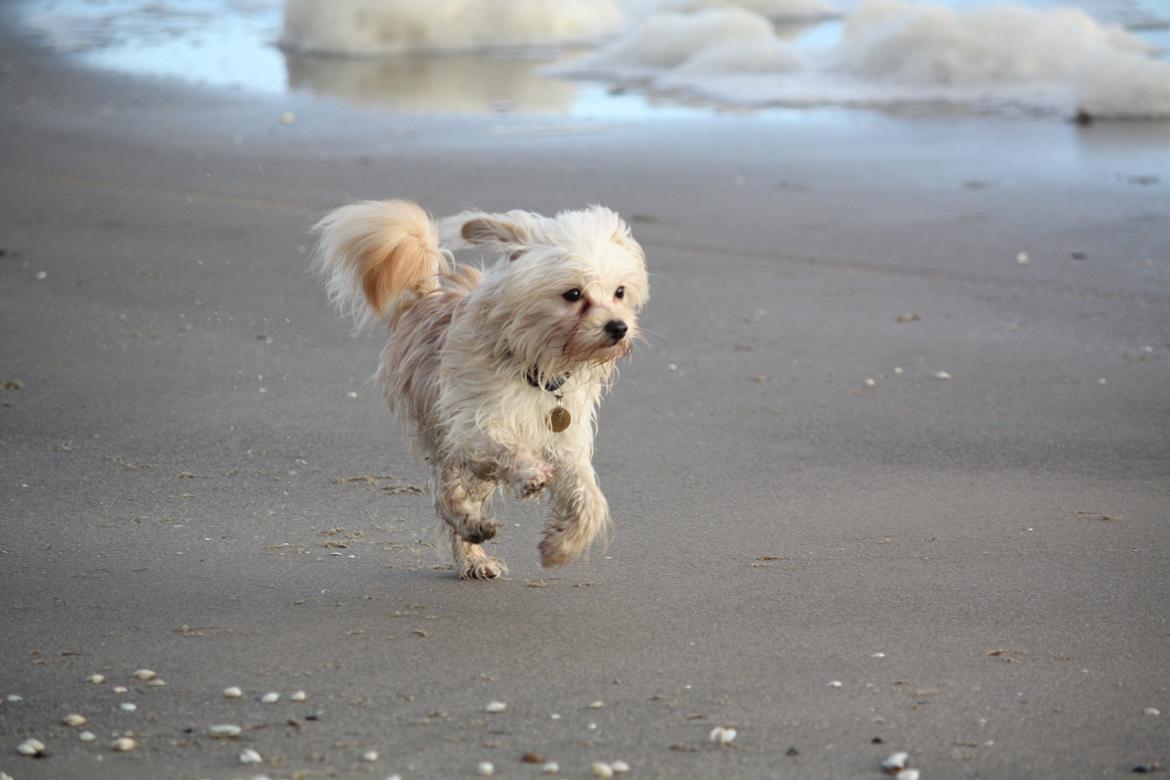 Blanding af racer Noah billede 34