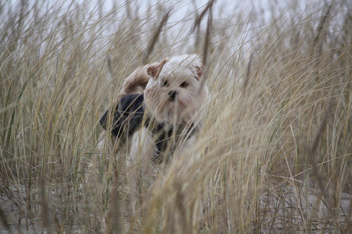 Blanding af racer Noah billede 36