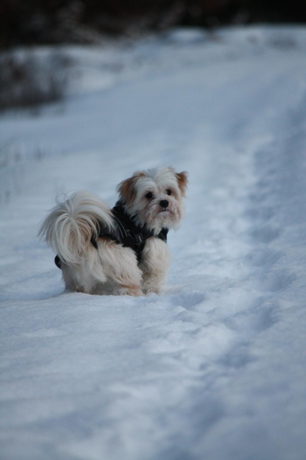 Blanding af racer Noah billede 37