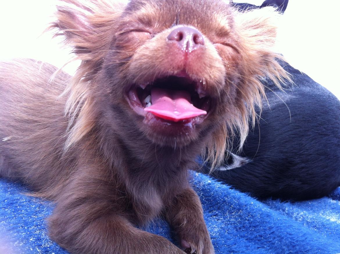 Chihuahua Nala billede 1