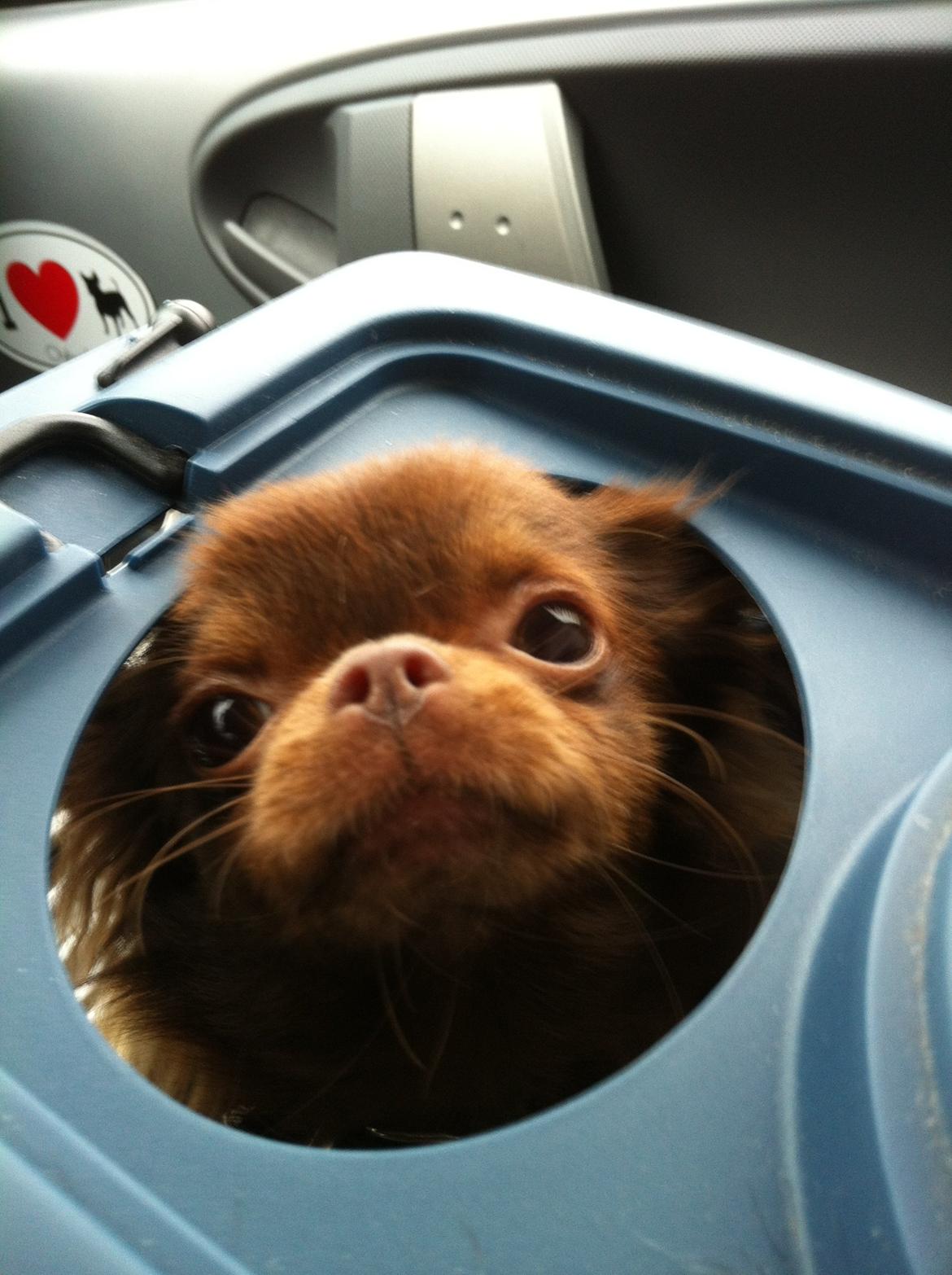 Chihuahua Nala billede 3