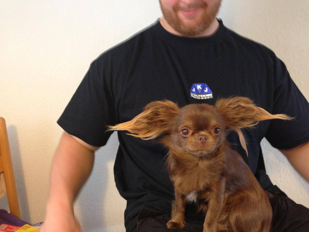 Chihuahua Nala billede 4