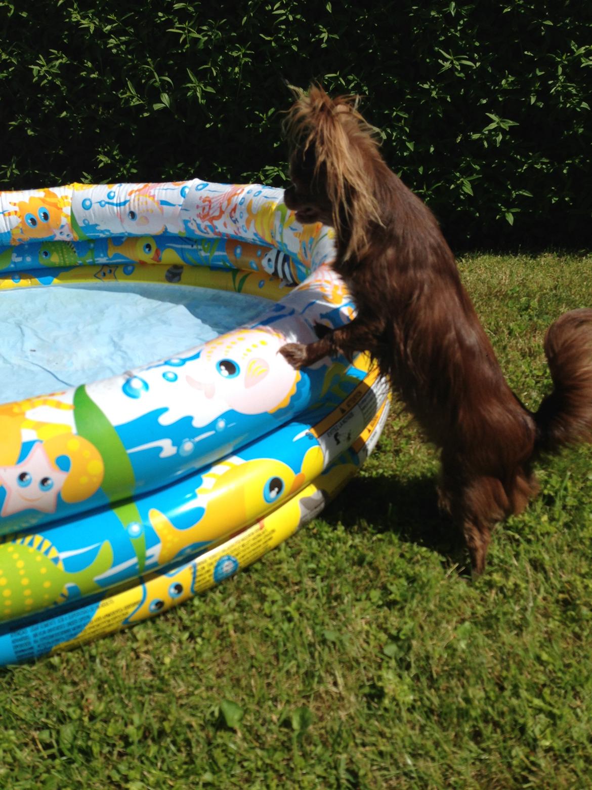 Chihuahua Nala billede 5