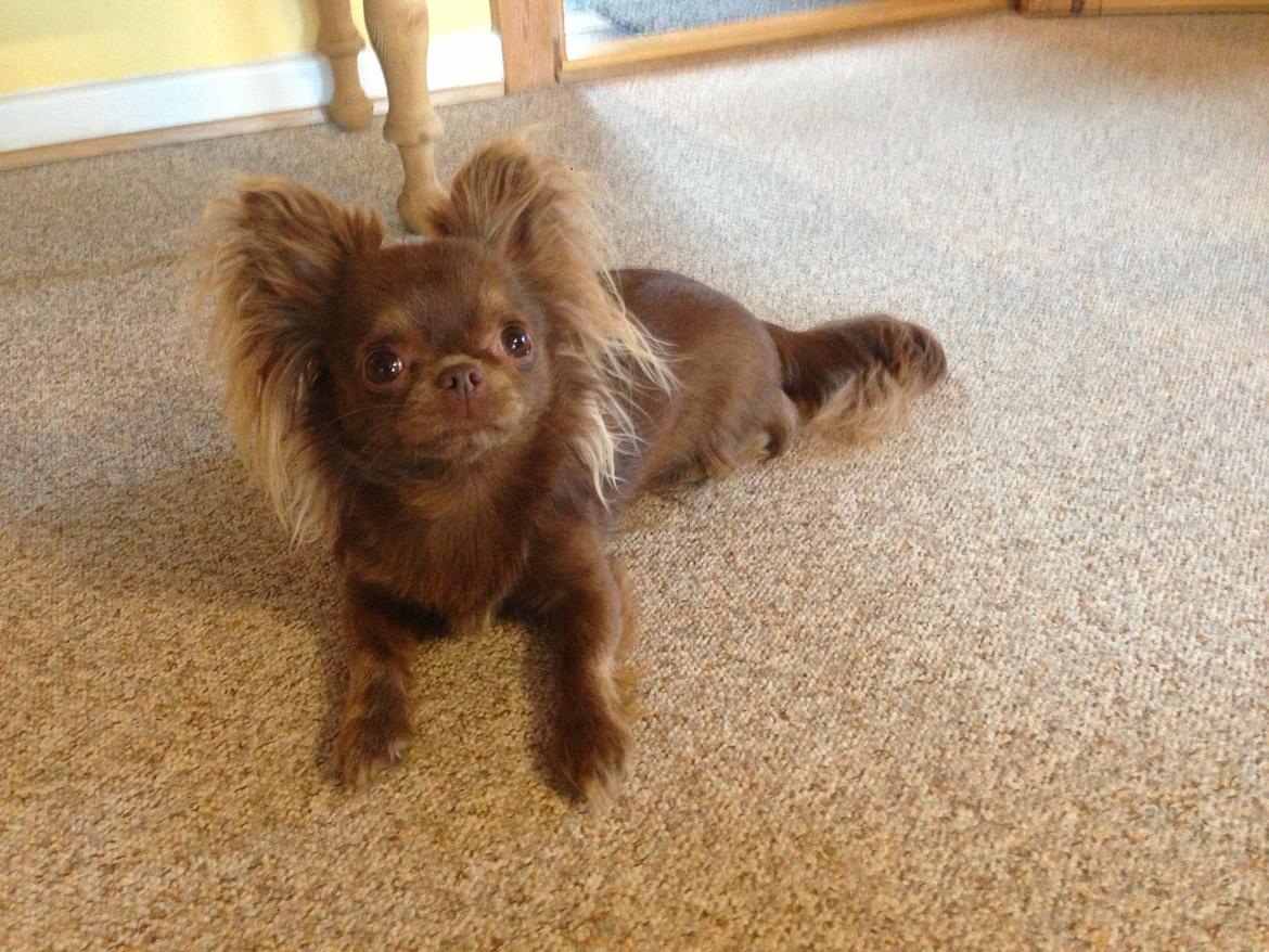 Chihuahua Nala billede 6