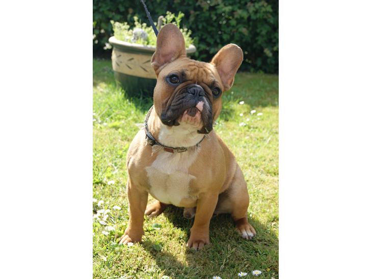 {{currentPhoto.altText}} billede {{currentPhoto.number}}