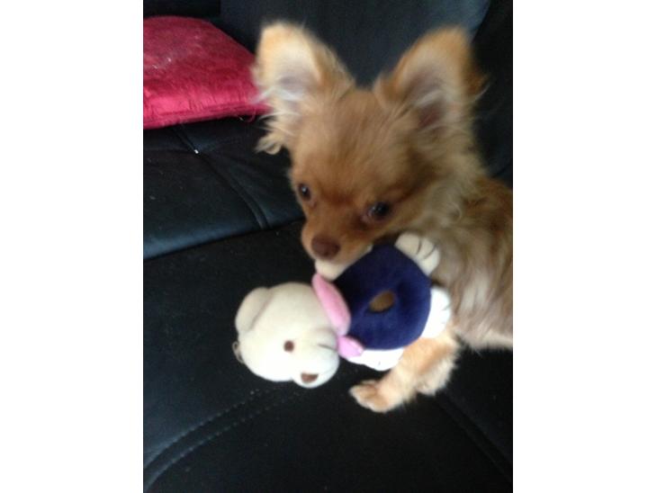 {{currentPhoto.altText}} billede {{currentPhoto.number}}