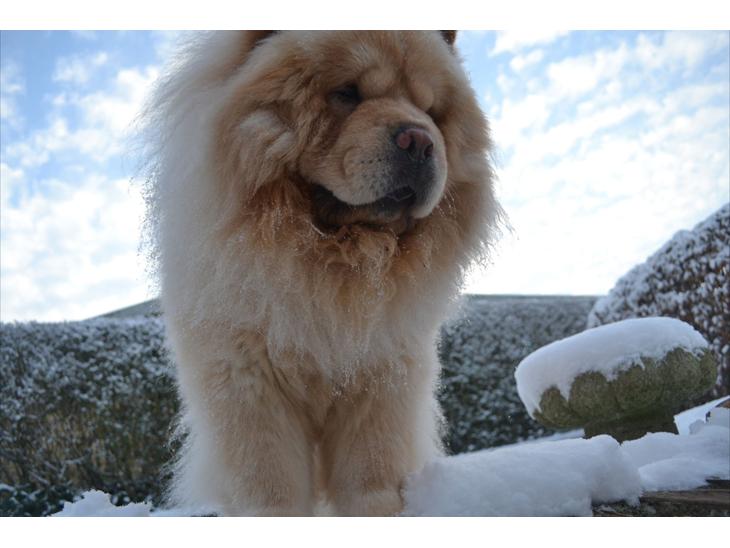 Chow chow Caecar billede 1
