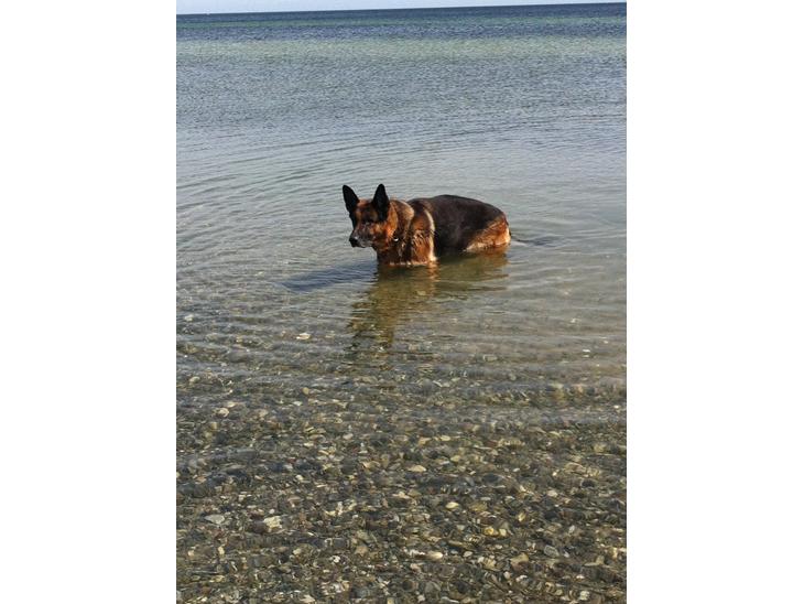 {{currentPhoto.altText}} billede {{currentPhoto.number}}