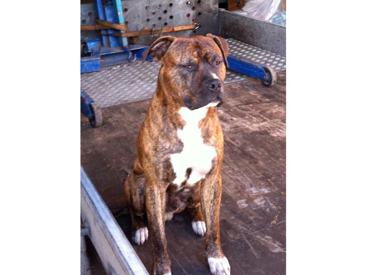 Blanding af racer Isam billede 1