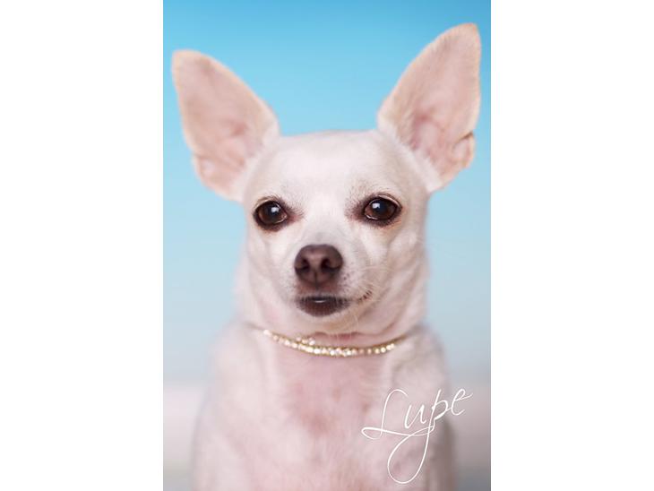 Chihuahua Guadalupe (Lupe) billede 1