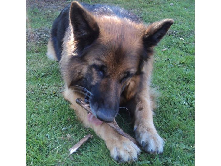 {{currentPhoto.altText}} billede {{currentPhoto.number}}