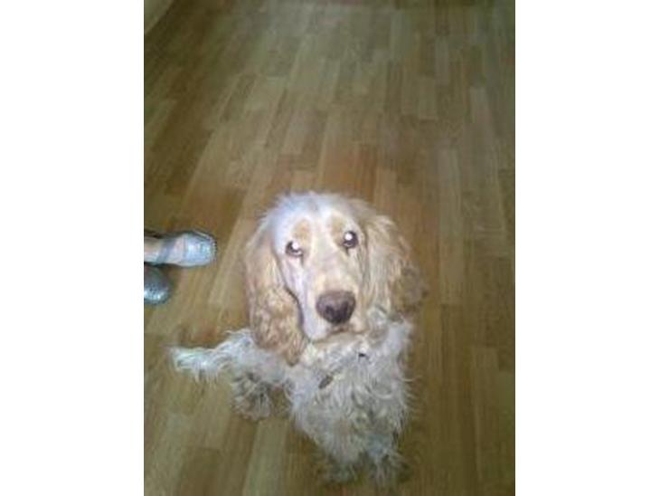 Engelsk springer spaniel Sofus - hej alle sammen og velkommen til min profil;-) billede 5