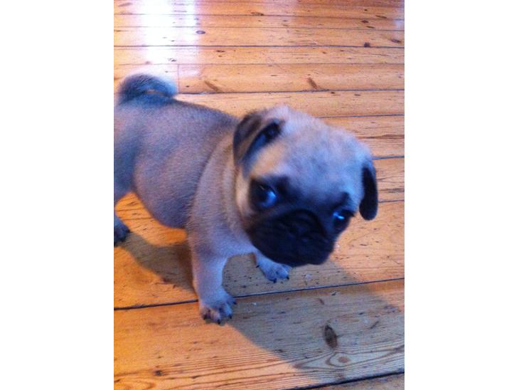 Mops Seloy Solist - Alfred    (Deler ham) billede 1