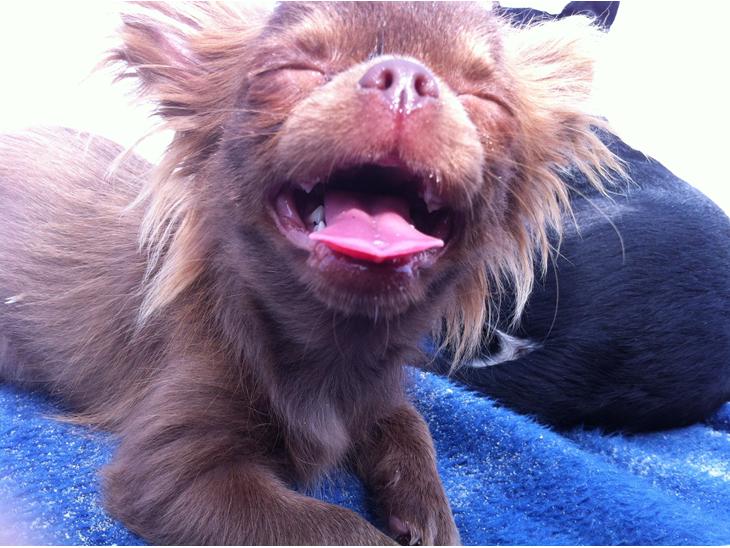 Chihuahua Nala billede 1