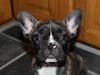 Fransk bulldog Coco [Tidl. hund]
