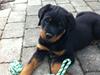 Rottweiler Morgan (Sjellebro´s Homer)