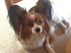 Papillon Nuser