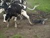 Australsk cattledog Red Alert`s blue Isis