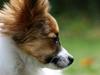 Papillon Milo