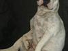Fransk bulldog * Snuggi *