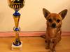 Chihuahua Montelinos Macarius *MAX*