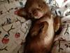 Chihuahua Abi Bear