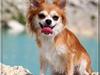 Chihuahua Cassie