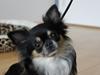 Chihuahua Odo of Blue Diamonts