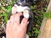 Chihuahua High Fly Lady Blue Flower