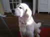 Golden retriever Quinnie