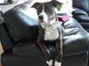 Amerikansk staffordshire terrier Pixie