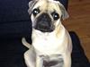 Mops Emma