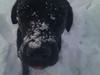 Labrador retriever Storm