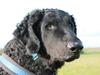 Curly coated retriever Balto (RIP) [ Himmelhund]