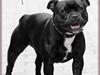 Staffordshire bull terrier Tequila Sunrise Great 'n Glory *Nanna*
