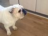 Engelsk bulldog Lilly of The Valley (Lilly) [ Himmelhund]