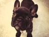 Fransk bulldog Dex