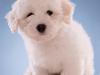 Coton de tulear Napoleon Louis