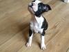 Boston terrier Pusle