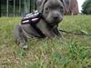 Staffordshire bull terrier Sabby