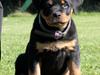Rottweiler Tiger