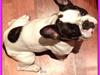 Fransk bulldog Lulu