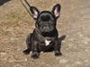 Fransk bulldog Viggo