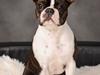Boston terrier Rieckholms Belladonna