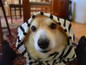 Welsh corgi pembroke Yang-hua *Nadia* Na-bob