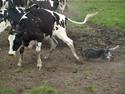 Australsk cattledog Red Alert`s blue Isis