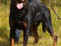 Rottweiler Yake Ozzy